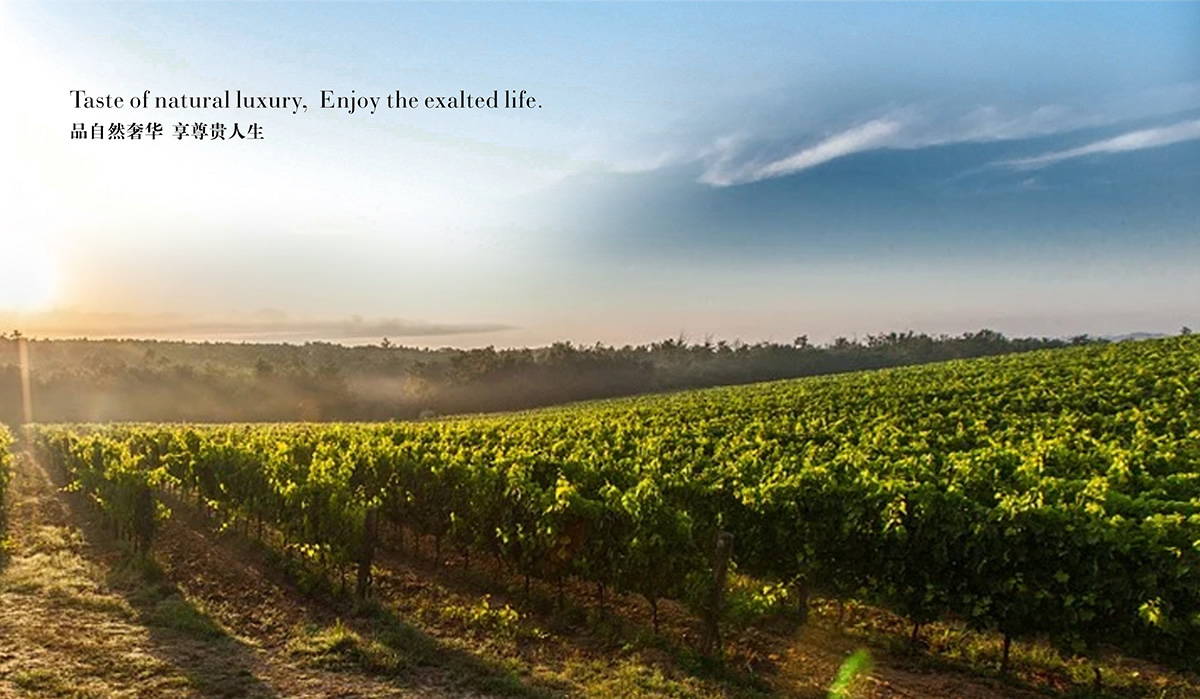 唯澳佳商標(biāo)設(shè)計(jì),唯澳佳logo設(shè)計(jì),唯澳佳畫冊(cè)設(shè)計(jì)